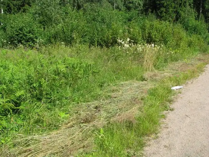 Vegetation Management